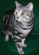 HENRY, MY BLACK AND SILVER SHORTHAIR TABBY CAT